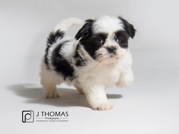 Shih Tzu DOG Male Brown / White 18294 Petland Topeka, Kansas