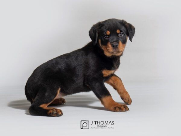 Rottweiler DOG Female Black / Tan 18293 Petland Topeka, Kansas