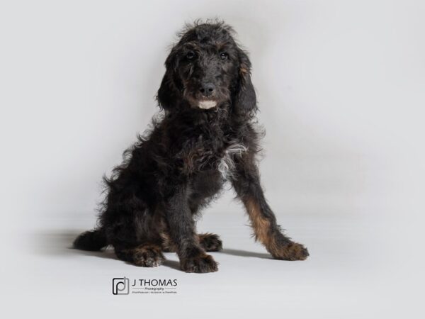 Labradoodle-DOG-Female-BLK/WHT/TN-18292-Petland Topeka, Kansas