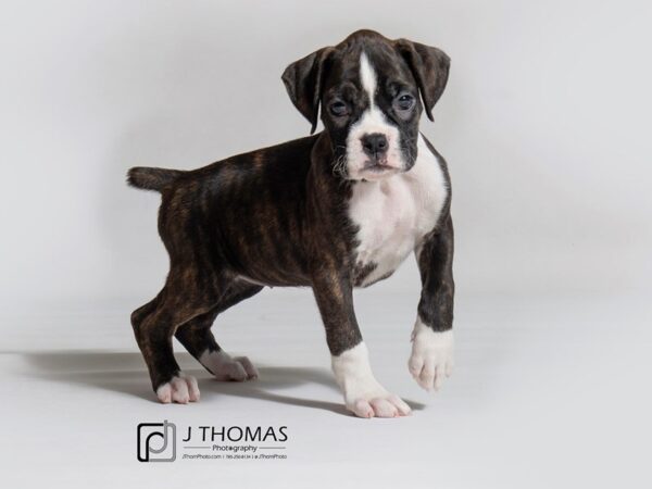 Boxer DOG Female Black & White Markings 18291 Petland Topeka, Kansas