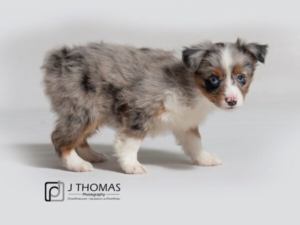 Mini Australian Shepherd DOG Female 18290 Petland Topeka, Kansas