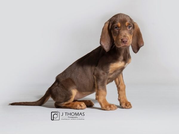 Bloodhound DOG Female 18288 Petland Topeka, Kansas