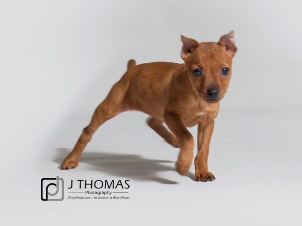 Miniature Pinscher-DOG-Female-Red-18272-Petland Topeka, Kansas
