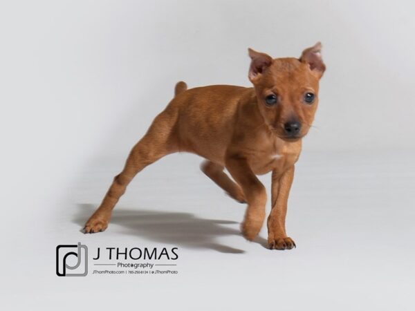 Miniature Pinscher DOG Female Red 18272 Petland Topeka, Kansas