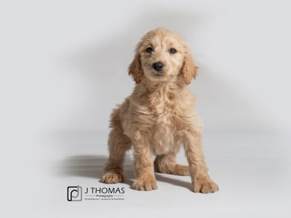 Goldendoodle DOG Female Golden 18296 Petland Topeka, Kansas