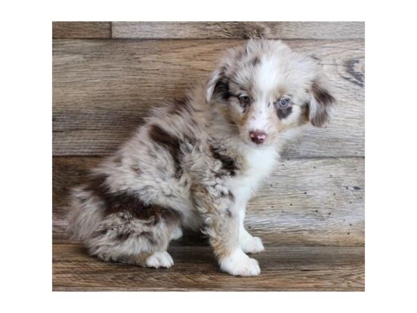 Miniature Australian Shepherd DOG Female Red Merle 18312 Petland Topeka, Kansas