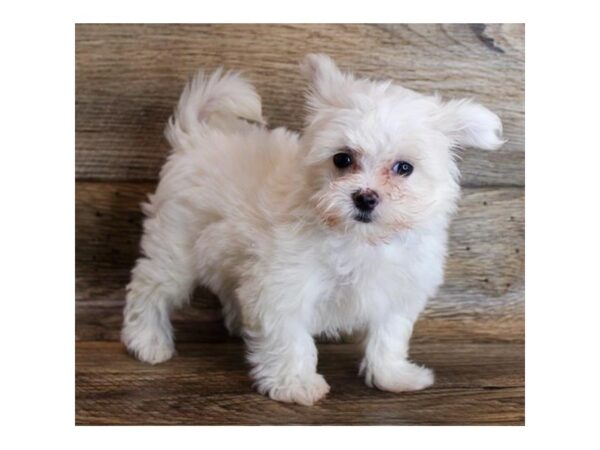 Maltese DOG Female White 18311 Petland Topeka, Kansas