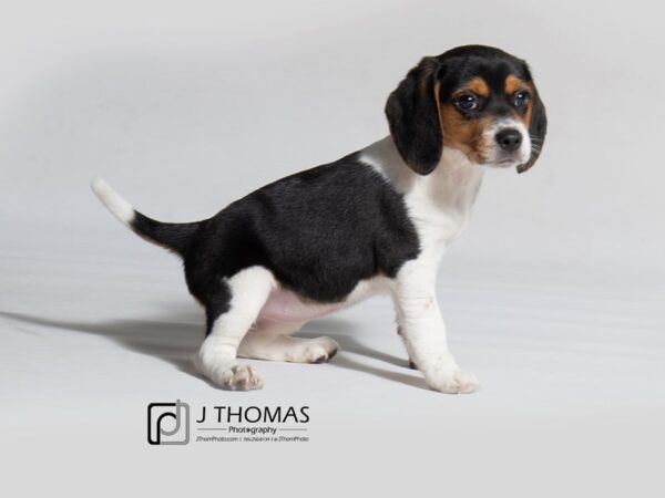 Beagle DOG Female 18314 Petland Topeka, Kansas