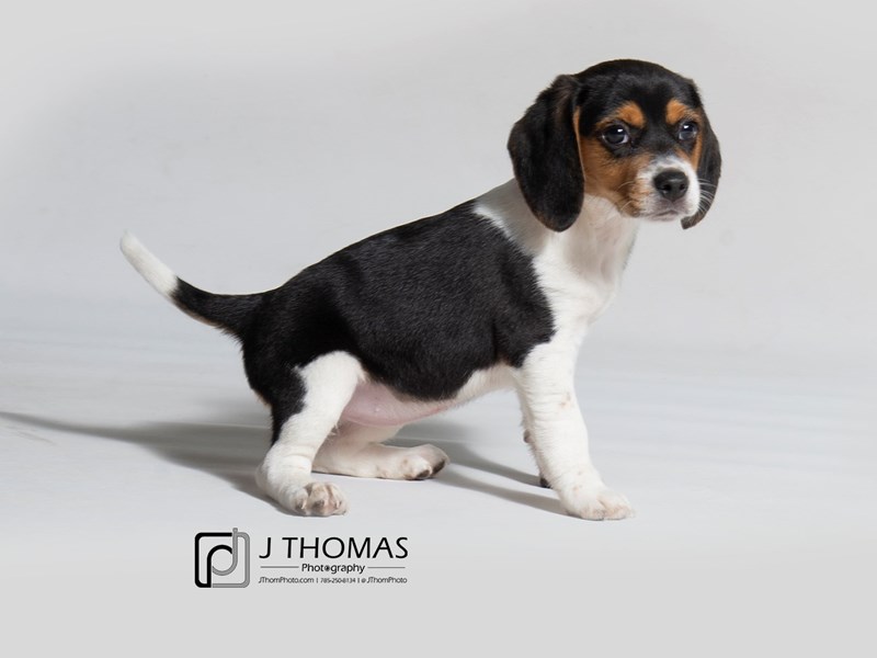 Beagle-DOG-Female--2941732-Petland Topeka, Kansas