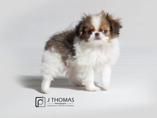 Japanese Chin DOG Male Sable / White 18310 Petland Topeka, Kansas