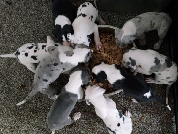 Great Dane DOG Male Blue and White 18323 Petland Topeka, Kansas