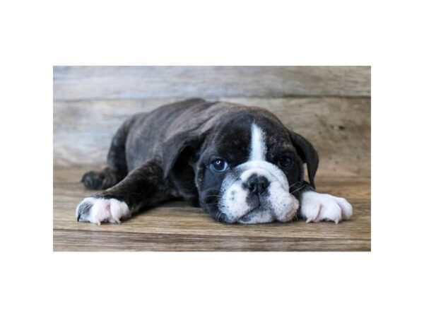 Bulldog-DOG-Female-Red-18324-Petland Topeka, Kansas