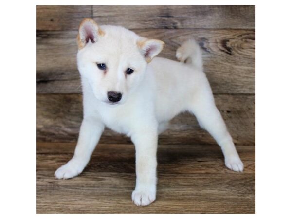 Shiba Inu DOG Female Cream 18329 Petland Topeka, Kansas