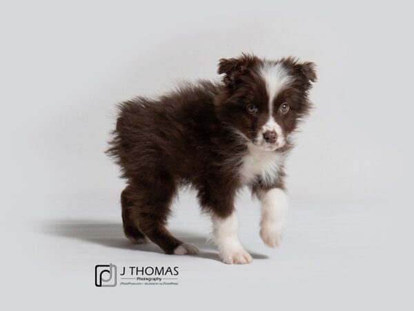 Australian Shepherd DOG Male 18335 Petland Topeka, Kansas