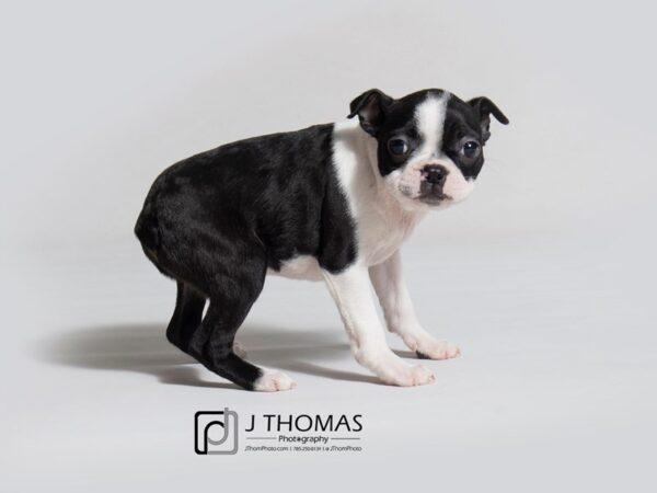 Boston Terrier-DOG-Female-Blk & Wh-18334-Petland Topeka, Kansas