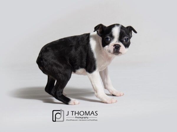 Boston Terrier DOG Female Blk & Wh 18334 Petland Topeka, Kansas