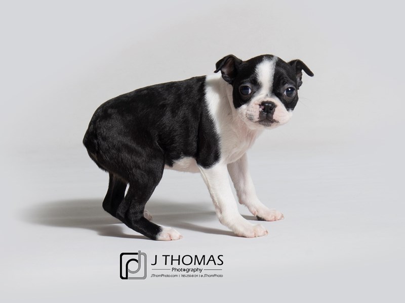 Boston Terrier-DOG-Female-Blk & Wh-2947871-Petland Topeka, Kansas