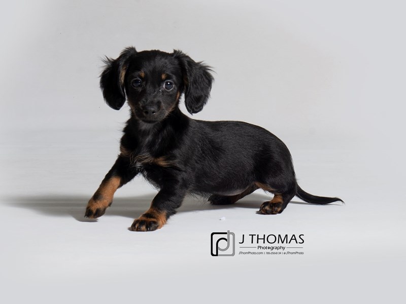 Black and tan long haired sales dachshund puppy