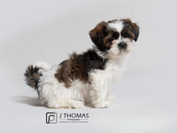 Lhasa Apso DOG Female Grizzle 18328 Petland Topeka, Kansas