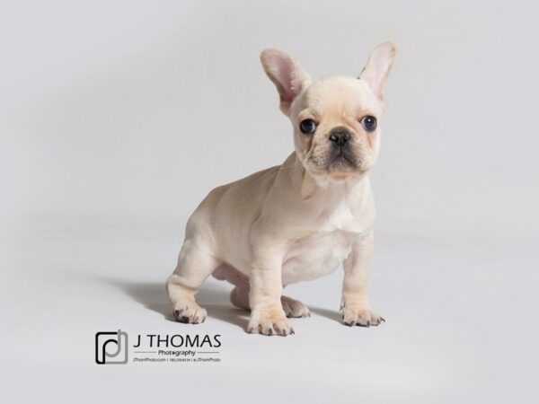 French Bulldog-DOG-Male-Cream-18327-Petland Topeka, Kansas