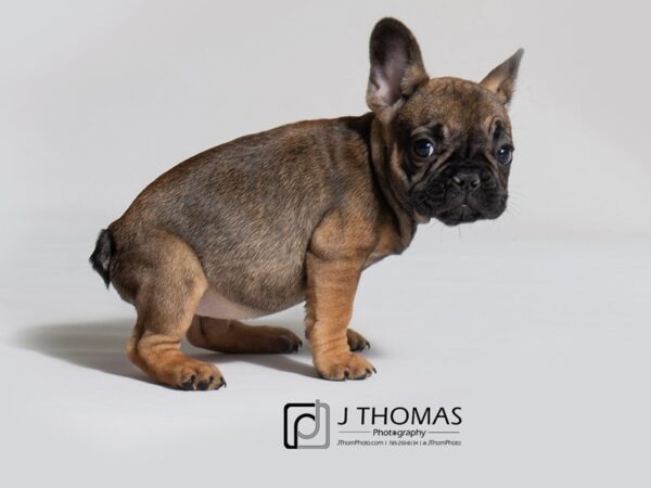 French Bulldog DOG Female Sable 18326 Petland Topeka, Kansas