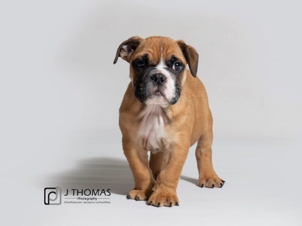 Bulldog DOG Male Red 18325 Petland Topeka, Kansas