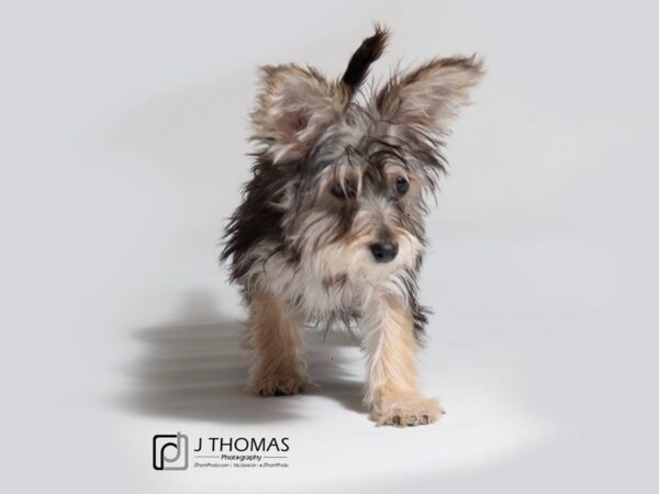 Yorkiepoo DOG Female Black / Tan 18151 Petland Topeka, Kansas