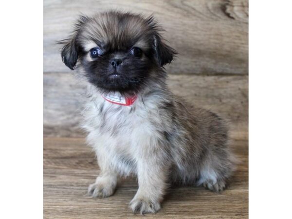 Pekingese-DOG-Female-Fawn Sable-18340-Petland Topeka, Kansas