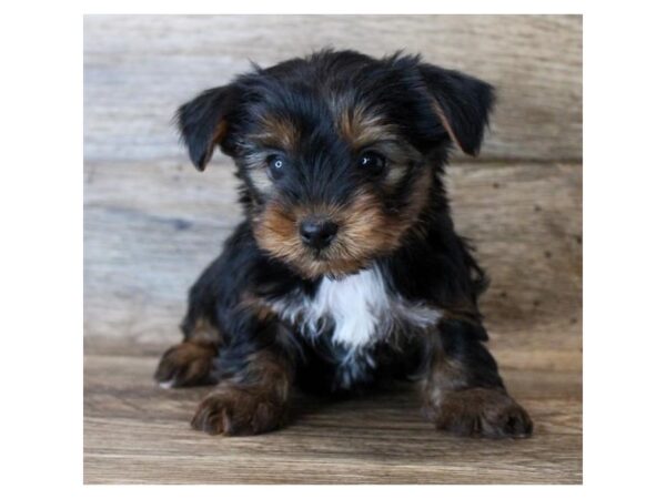 Yorkshire Terrier DOG Female Black / Gold 18344 Petland Topeka, Kansas