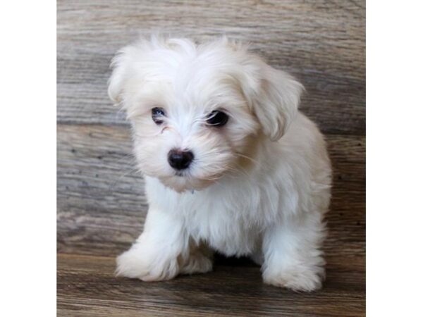 Maltese-DOG-Female-White-18339-Petland Topeka, Kansas