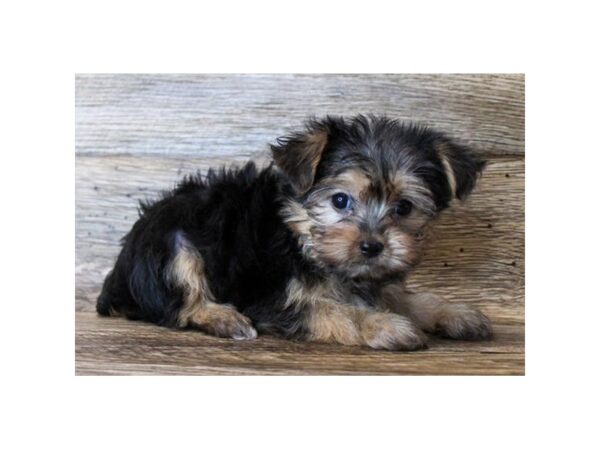 Morkie DOG Male Black / Tan 18345 Petland Topeka, Kansas