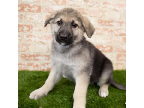 German Shepherd Dog DOG Male Black / Tan 18354 Petland Topeka, Kansas