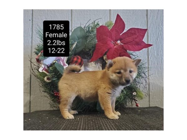 Shiba Inu-DOG-Female-Red Sesame / White-18355-Petland Topeka, Kansas