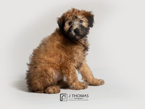 Soft Coated Wheaten Terrier DOG Female 18359 Petland Topeka, Kansas