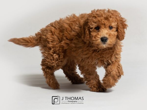 Mini Goldendoodle-DOG-Female--18358-Petland Topeka, Kansas