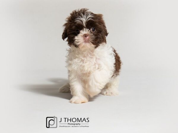 Shih Tzu DOG Female 18356 Petland Topeka, Kansas