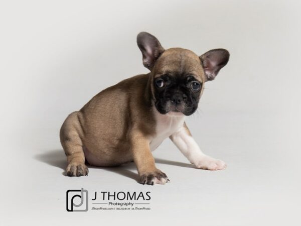 French Bulldog-DOG-Female-Fawn-18352-Petland Topeka, Kansas