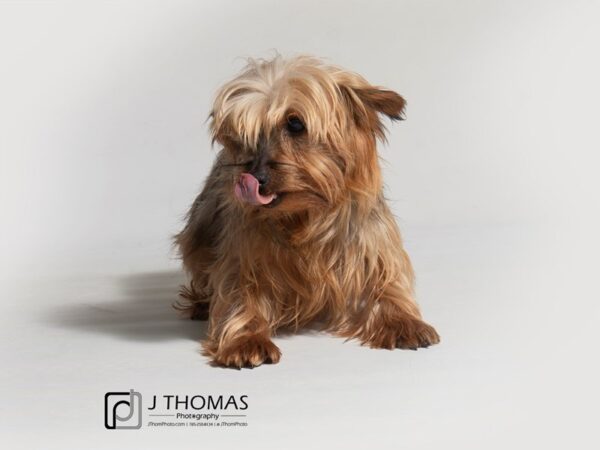 Yorkshire Terrier-DOG-Female--18350-Petland Topeka, Kansas