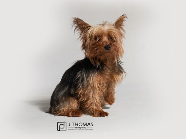 Yorkshire Terrier DOG Female 18349 Petland Topeka, Kansas