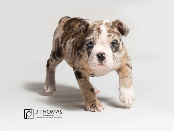 Victorian Bulldog DOG Female Merle 18348 Petland Topeka, Kansas