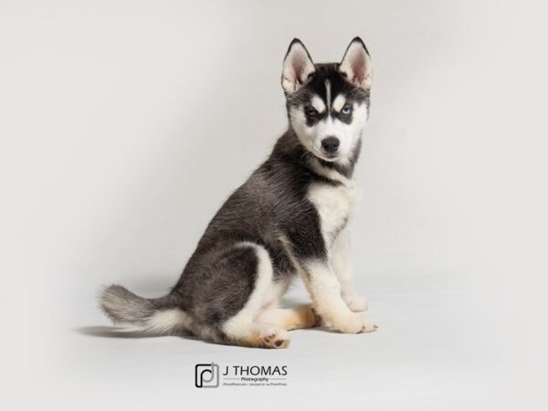 Siberian Husky DOG Female Black Gray / White 18347 Petland Topeka, Kansas