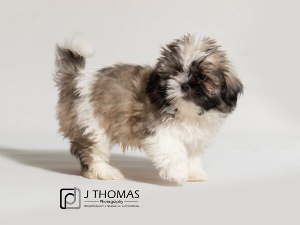 Shih Tzu-DOG-Male-Gold / White-18343-Petland Topeka, Kansas