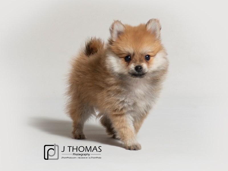 Pomeranian-DOG-Female-Orange Sable-2955423-Petland Topeka, Kansas
