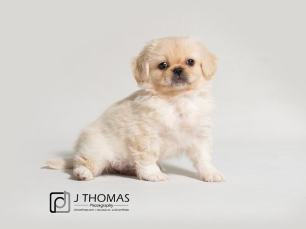 Pekingese DOG Male Cream 18341 Petland Topeka, Kansas