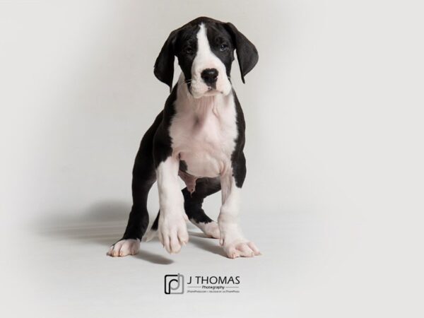 Great Dane DOG Male Black and White 18320 Petland Topeka, Kansas