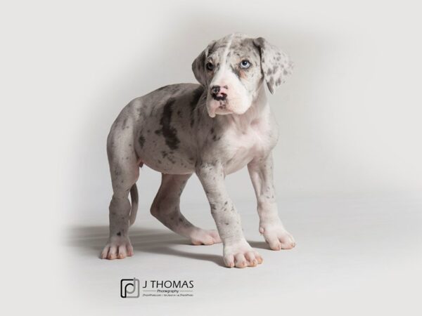 Great Dane-DOG-Female-Blue and White-18319-Petland Topeka, Kansas