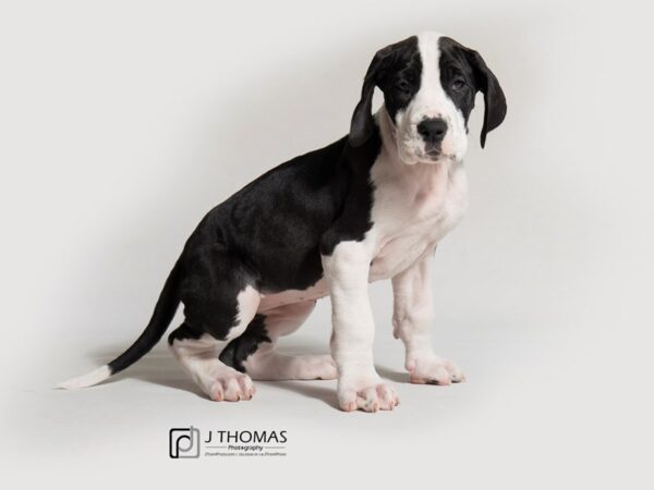 Great Dane DOG Black and White 18318 Petland Topeka, Kansas