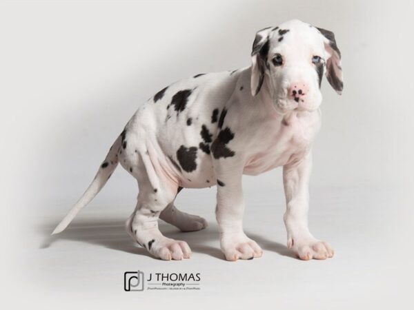 Great Dane DOG Female Black and White 18316 Petland Topeka, Kansas