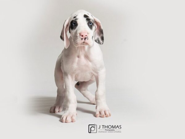 Great Dane-DOG-Female-Black and White-18317-Petland Topeka, Kansas