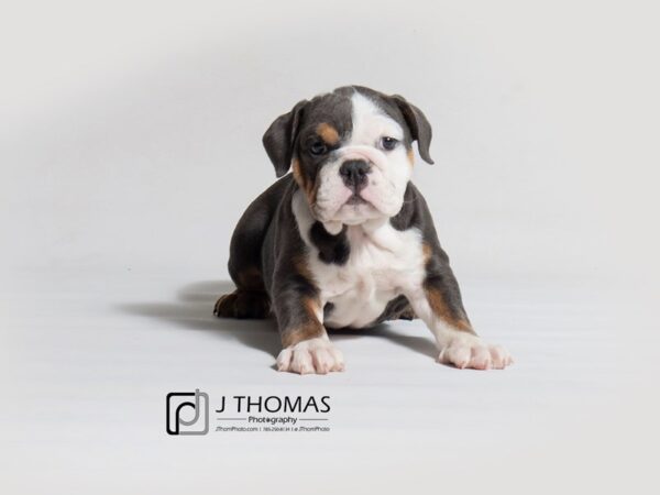 English Bulldog DOG Female Blue Tri 18370 Petland Topeka, Kansas